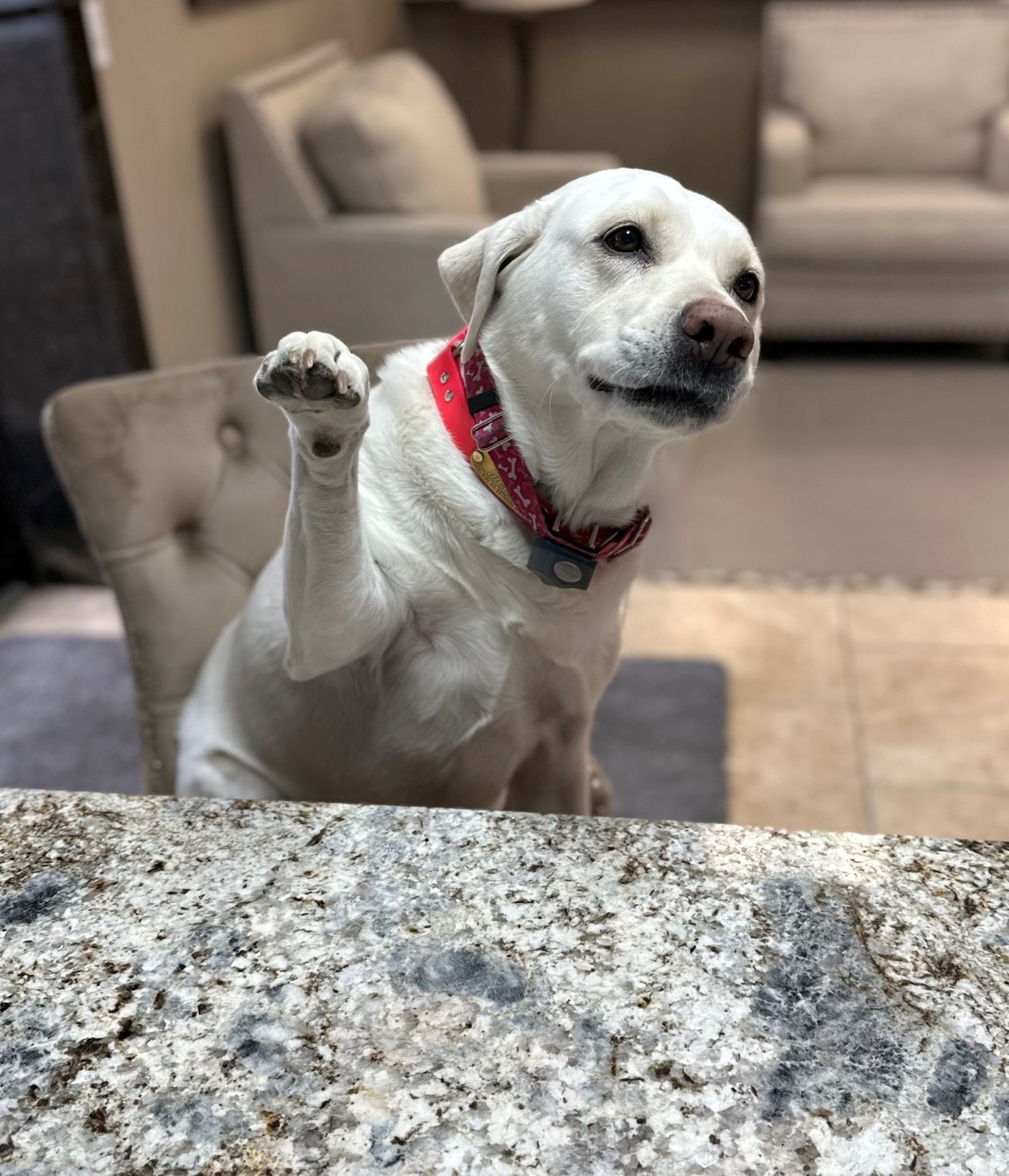 Bella, Aceno's friendly showroom greeter, sitting at a granite countertop